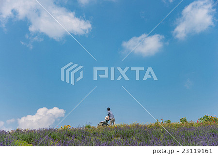 青山高原のラベンダー畑を散策する車椅子の家族 青山高原のラベンダー畑を散策する車椅子の家族 23119161