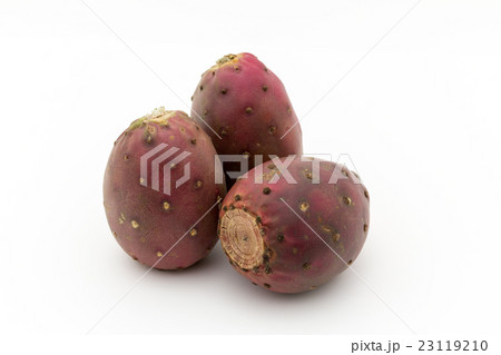 ウチワサボテンの実(オプンティアの実): Cactus Pear ウチワサボテンの実(オプンティアの実): Cactus Pear 23119210