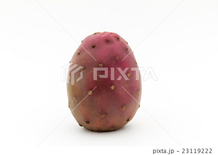 ウチワサボテンの実(オプンティアの実): Cactus Pear ウチワサボテンの実(オプンティアの実): Cactus Pear 23119222