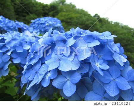 雨上がりの紫陽花風景 雨上がりの紫陽花風景 23119223
