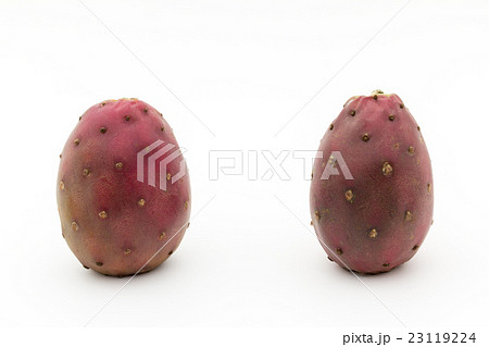 ウチワサボテンの果実(オプンティア): Cactus Pear ウチワサボテンの果実(オプンティア): Cactus Pear 23119224