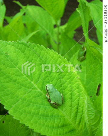紫陽花の葉に雨蛙 23119350
