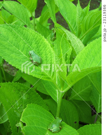 紫陽花の葉に雨蛙 紫陽花の葉に雨蛙 23119366