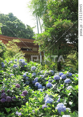鎌倉円覚寺の紫陽花 23119445
