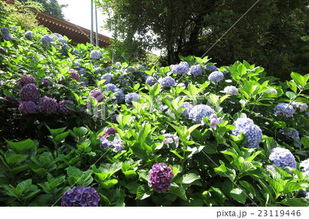 鎌倉円覚寺の紫陽花 23119446