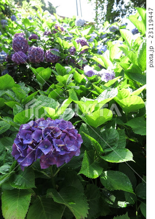 鎌倉円覚寺の紫陽花 23119447