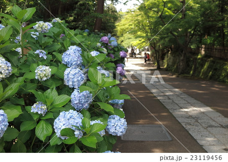 鎌倉円覚寺の紫陽花の写真素材