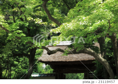 鎌倉円覚寺居士林のもみじ 鎌倉円覚寺居士林のもみじ 23119457