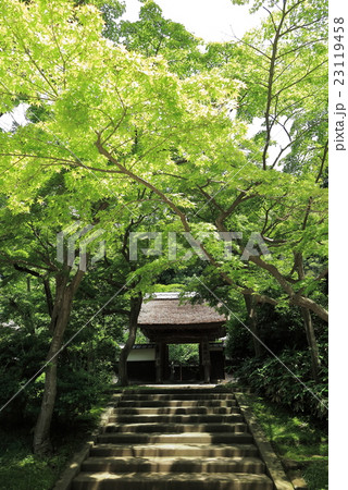 鎌倉円覚寺居士林のもみじ 鎌倉円覚寺居士林のもみじ 23119458