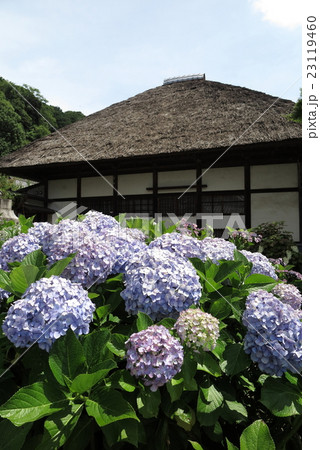鎌倉円覚寺の紫陽花 鎌倉円覚寺の紫陽花 23119460