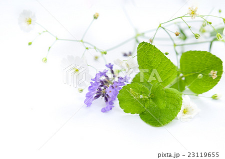 ミントとラベンダー ミントとラベンダー 23119655