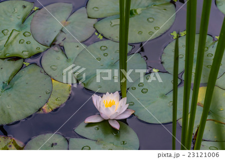 金地院のスイレン 金地院のスイレン 23121006