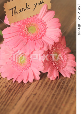 ガーベラ 23121851