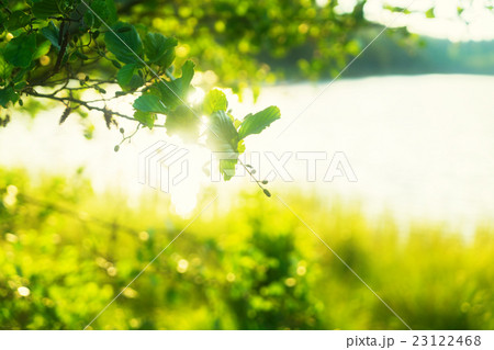 Summer landscape with sunshine Summer landscape with sunshine 23122468