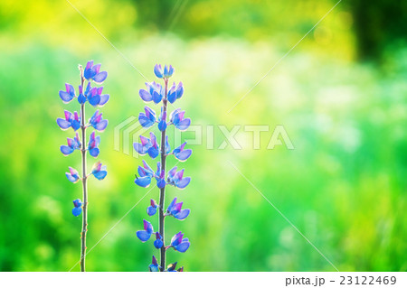 Violet lupine flowers Violet lupine flowers 23122469