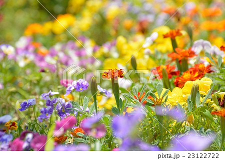 カラフルな花が一杯の夏の花壇の写真素材