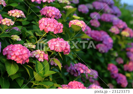 紫陽花の花 紫陽花の花 23123373