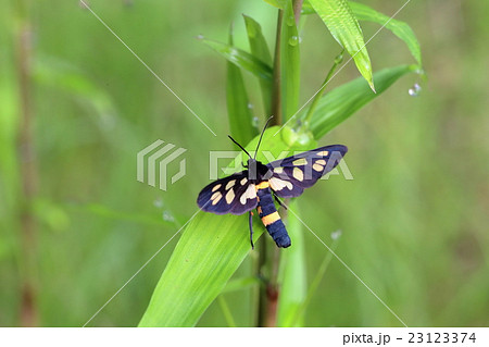 笹にカノコガ 23123374