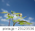 アズマシロカネソウと空 23123536