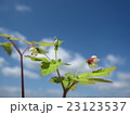アズマシロカネソウと空 23123537