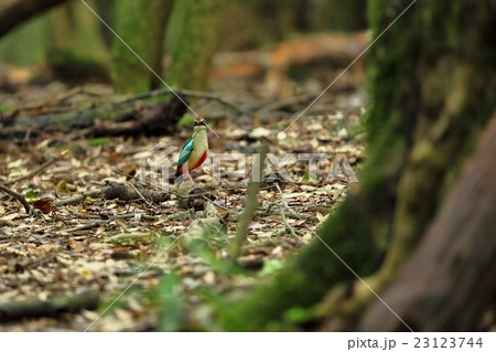 ヤイロチョウ ヤイロチョウ 23123744