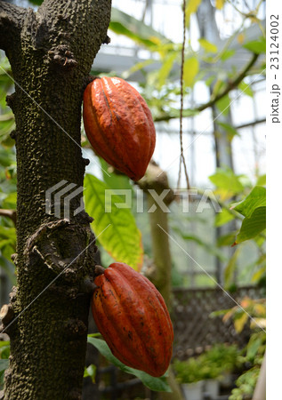 カカオ・加加阿の実 23124002