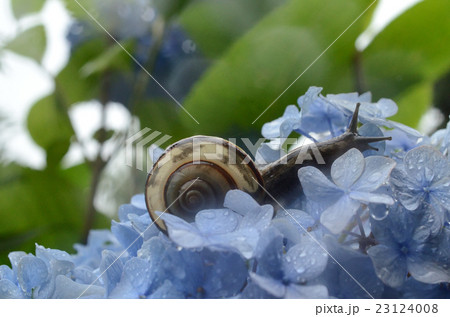 梅雨の定番イメージ。梅雨の雨の日に、ミスジマイマイと紫陽花の花 23124008