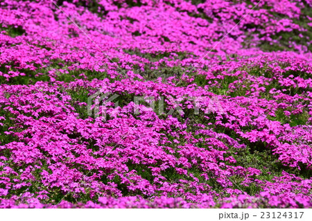 黒木邸の芝桜 (宮崎県児湯郡新富町) 黒木邸の芝桜 (宮崎県児湯郡新富町) 23124317