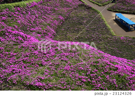 黒木邸の芝桜 （宮崎県児湯郡新富町） 23124326