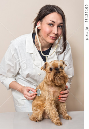Doctor examines a small dog Griffon 23125199