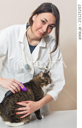 Veterinary doctor combs big gray cat 23125207