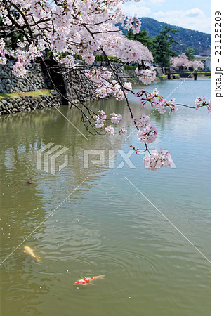 鳥取城　内堀の鯉と桜 23125209