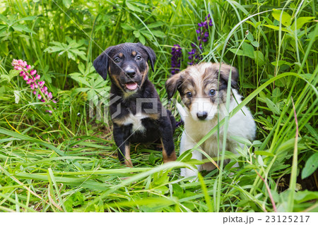Two small puppy in the tall grass 23125217