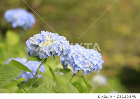 アジサイの花、枝葉付き 23125346