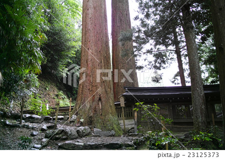 奈良・丹生川上神社中社 相生の杉 奈良・丹生川上神社中社 相生の杉 23125373
