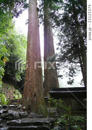 奈良・丹生川上神社中社 相生の杉 奈良・丹生川上神社中社 相生の杉 23125374