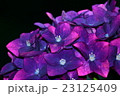 アジサイ 23125409