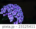 アジサイ 23125411
