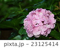 アジサイ 23125414