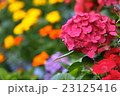 アジサイ 23125416