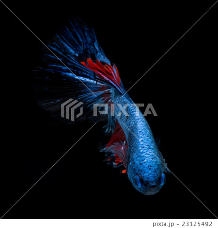Red-blue bettas Red-blue bettas 23125492