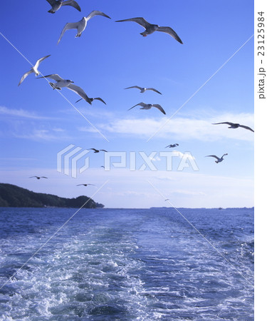 船を追いかけるカモメ 船を追いかけるカモメ 23125984