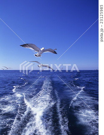 船を追いかけるカモメ 船を追いかけるカモメ 23125985