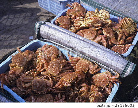 水揚げされた毛ガニ       北海道 23126003