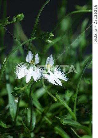 鷺草サギソウ 花言葉は 夢でもあなたを想う の写真素材