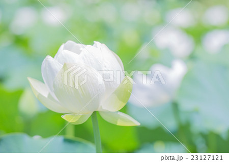蓮の花 蓮の花 23127121