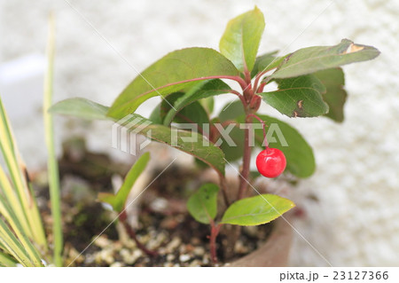 ヒメリンゴ 23127366