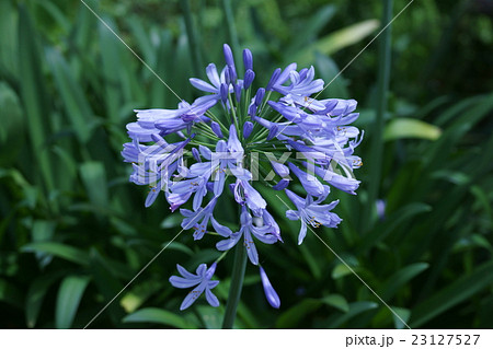 紫君子蘭 アガパンサス 花言葉は 恋の訪れ の写真素材