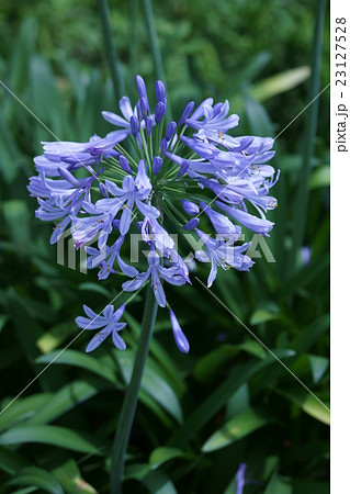 紫君子蘭 アガパンサス 花言葉は 恋の訪れ の写真素材