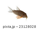 コリドラス01 23128028